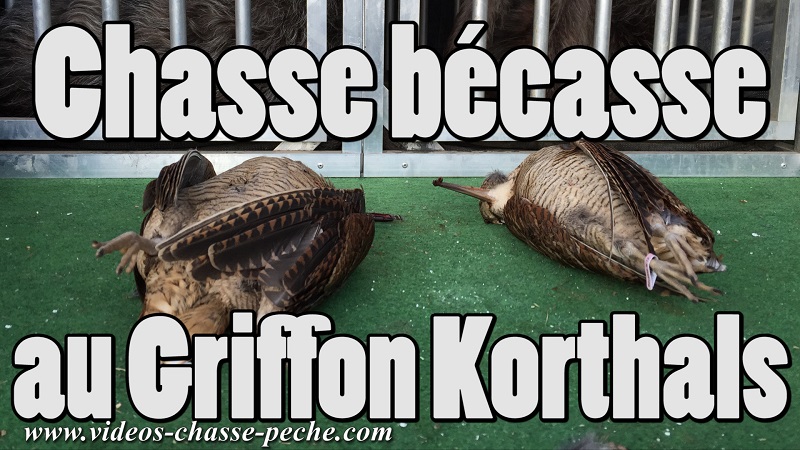 Chasse  la bcasse au griffon Korthals